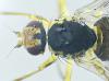 Phytomyza rufipes